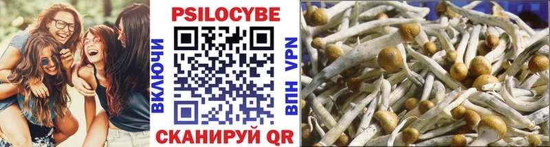 Псилоцибиновые грибы Cubensis  где можно купить наркотик  Светлогорск 